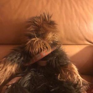 Star Wars Chewbacca bag pack.